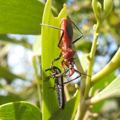 Gminatus australis (Orange assassin bug) at Kambah, ACT - 6 Jan 2024 by HelenCross