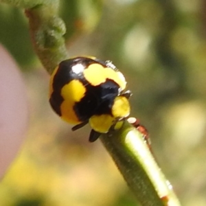 Illeis galbula at Bullen Range - 6 Jan 2024