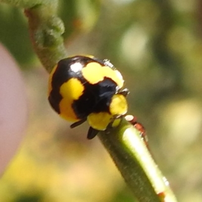 Illeis galbula (Fungus-eating Ladybird) at Bullen Range - 6 Jan 2024 by HelenCross