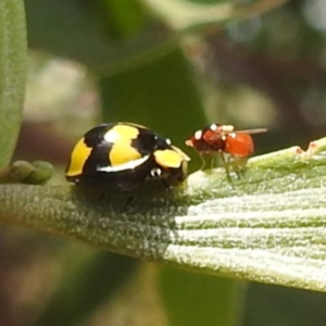 Illeis galbula at Bullen Range - 6 Jan 2024