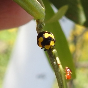 Illeis galbula at Bullen Range - 6 Jan 2024