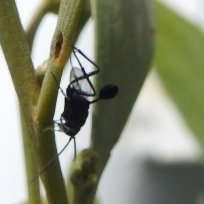 Evaniidae (family) (Hatchet wasp) at Bullen Range - 6 Jan 2024 by HelenCross