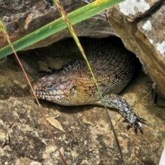 Egernia cunninghami (Cunningham's Skink) at Lake Burley Griffin West - 7 Jan 2024 by nmcphan