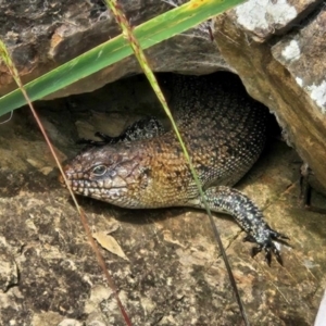 Egernia cunninghami at Lake Burley Griffin West - 7 Jan 2024