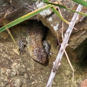 Egernia cunninghami at Lake Burley Griffin West - 7 Jan 2024