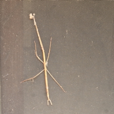 Acrophylla titan (Titan Stick Insect) at Isaacs, ACT - 7 Jan 2024 by Mike