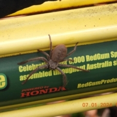 Isopeda villosa (Brown Huntsman Spider) at Wollondilly Local Government Area - 7 Jan 2024 by bufferzone
