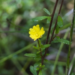 Hibbertia empetrifolia subsp. empetrifolia at Parma Creek Nature Reserve - 6 Jan 2024 by RobG1