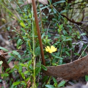 Hibbertia empetrifolia subsp. empetrifolia at Parma Creek Nature Reserve - 6 Jan 2024 01:18 PM