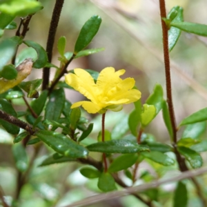 Hibbertia empetrifolia subsp. empetrifolia at Parma Creek Nature Reserve - 6 Jan 2024 01:18 PM