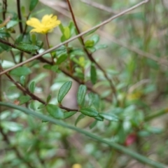 Hibbertia empetrifolia subsp. empetrifolia at Parma Creek Nature Reserve - 6 Jan 2024 01:18 PM