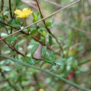 Hibbertia empetrifolia subsp. empetrifolia at Parma Creek Nature Reserve - 6 Jan 2024