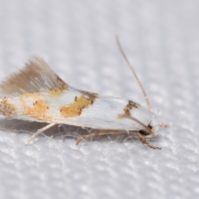 Notodryas vallata (Notodryas vallata) at Jerrabomberra, NSW - 6 Jan 2024 by DianneClarke