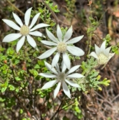 Actinotus helianthi (Flannel Flower) at Wattle Ridge - 30 Dec 2023 by Span102