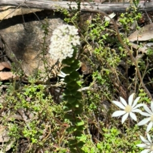 Actinotus helianthi at Wingecarribee Local Government Area - suppressed