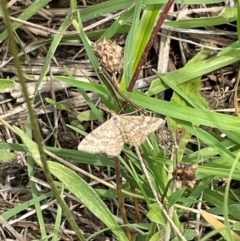 Scopula rubraria (Reddish Wave, Plantain Moth) at QPRC LGA - 7 Jan 2024 by Mavis