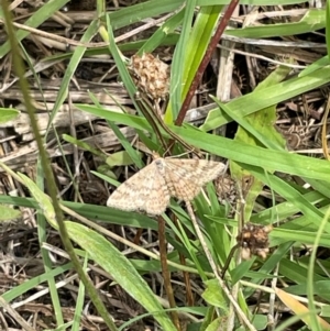 Scopula rubraria at Mount Jerrabomberra QP - 7 Jan 2024