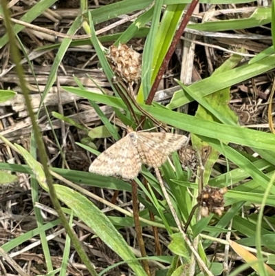 Scopula rubraria (Reddish Wave, Plantain Moth) at Mount Jerrabomberra QP - 7 Jan 2024 by Mavis