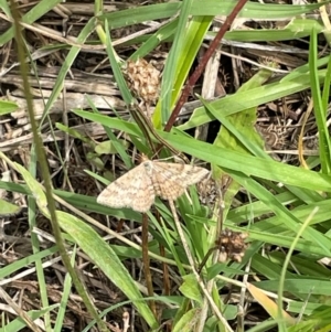 Scopula rubraria at Mount Jerrabomberra QP - 7 Jan 2024