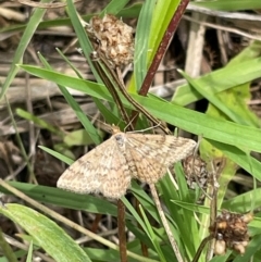 Scopula rubraria at Mount Jerrabomberra QP - 7 Jan 2024