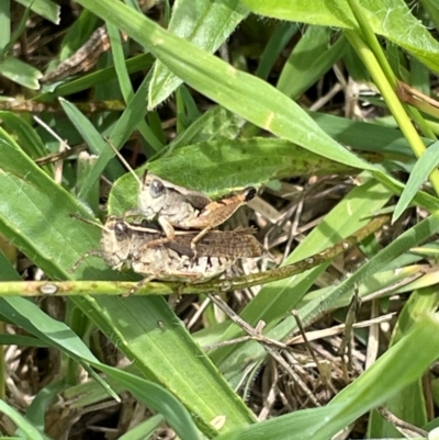 Phaulacridium vittatum (Wingless Grasshopper) at QPRC LGA - 7 Jan 2024 by Mavis