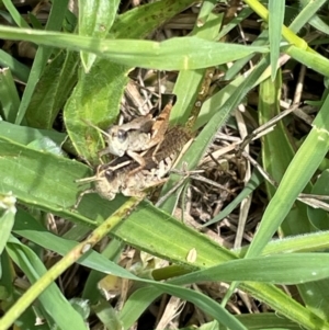 Phaulacridium vittatum at Mount Jerrabomberra QP - 7 Jan 2024 11:41 AM