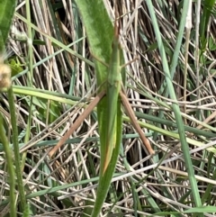 Acrida conica (Giant green slantface) at Jerrabomberra, NSW - 7 Jan 2024 by Mavis