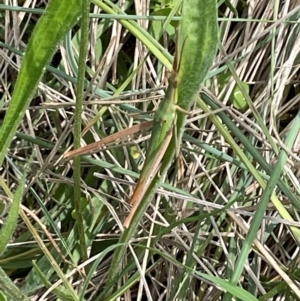 Acrida conica at Mount Jerrabomberra QP - 7 Jan 2024