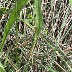 Acrida conica at Mount Jerrabomberra QP - 7 Jan 2024