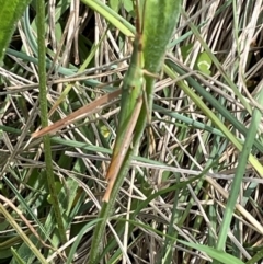 Acrida conica at Mount Jerrabomberra QP - 7 Jan 2024