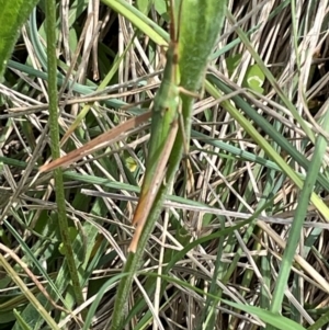 Acrida conica at Mount Jerrabomberra QP - 7 Jan 2024