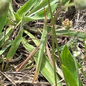 Acrida conica at Mount Jerrabomberra QP - 7 Jan 2024