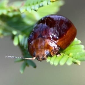 Paropsisterna cloelia at Bruce Ridge - 6 Jan 2024