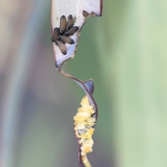 Paropsisterna cloelia at Bruce Ridge - 6 Jan 2024