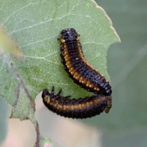 Paropsisterna agricola at O'Connor, ACT - 6 Jan 2024 06:53 PM