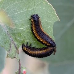 Paropsisterna agricola at O'Connor, ACT - 6 Jan 2024 06:53 PM