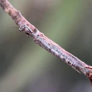 Theristria delicatula at O'Connor, ACT - 6 Jan 2024 05:45 PM