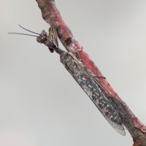 Theristria delicatula at O'Connor, ACT - 6 Jan 2024 05:45 PM