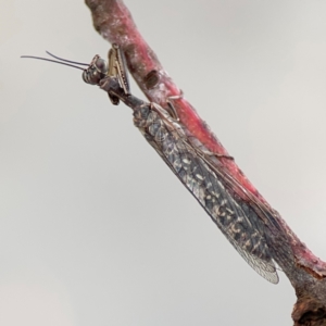 Theristria delicatula at O'Connor, ACT - 6 Jan 2024 05:45 PM