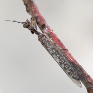 Theristria delicatula at O'Connor, ACT - 6 Jan 2024 05:45 PM