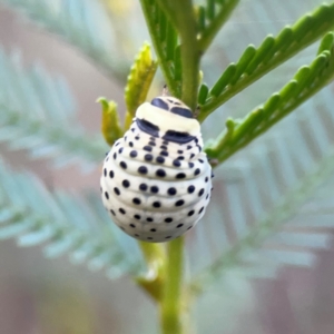 Dicranosterna immaculata at Bruce Ridge - 6 Jan 2024