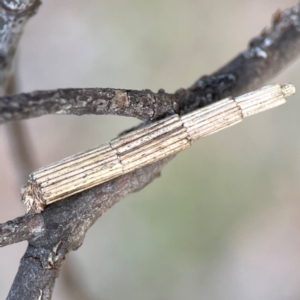 Lepidoscia arctiella at Bruce Ridge - 6 Jan 2024