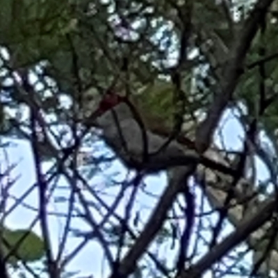 Neochmia temporalis (Red-browed Finch) at O'Connor, ACT - 6 Jan 2024 by Hejor1