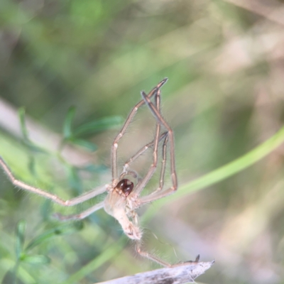Sparassidae (family) (A Huntsman Spider) at O'Connor, ACT - 6 Jan 2024 by Hejor1
