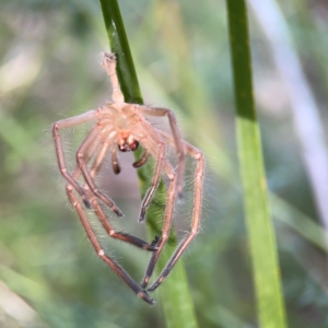 Sparassidae (family) at Bruce Ridge - 6 Jan 2024 06:20 PM