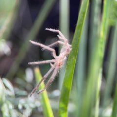 Sparassidae (family) at Bruce Ridge - 6 Jan 2024 06:20 PM