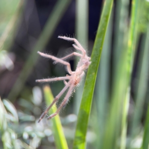 Sparassidae (family) at Bruce Ridge - 6 Jan 2024 06:20 PM