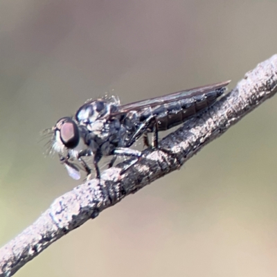 Stratiomyidae (family) at O'Connor, ACT - 6 Jan 2024 by Hejor1