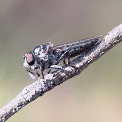 Unidentified Other true fly at O'Connor, ACT - 6 Jan 2024 by Hejor1