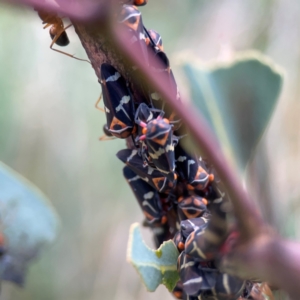 Eurymeloides pulchra at Bruce Ridge - 6 Jan 2024